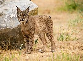 Aún se necesitan 1.100 hembras reproductivas para garantizar la viabilidad genética del lince ibérico