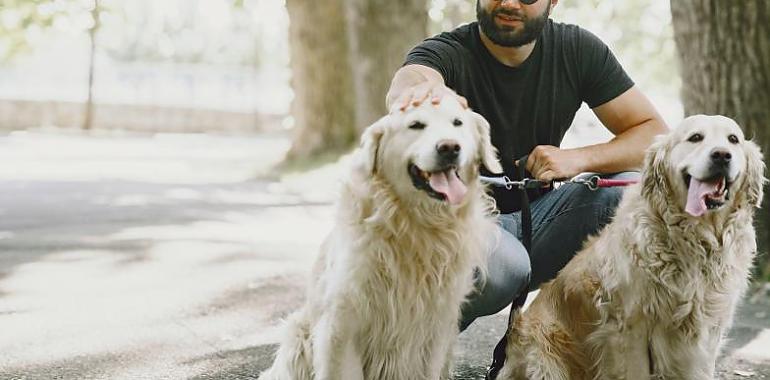 Regulación de las acreditaciones que identifican a los perros de asistencia