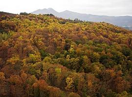 1,4 millones para la recuperación de ecosistemas forestales en Allande, Cangas del Narcea, Ibias y Valdés