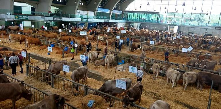 398 reses en el 139º Certamen de Ganado de San Agustín 