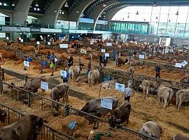 398 reses en el 139º Certamen de Ganado de San Agustín 