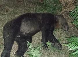 Atropello de oso adulto en Degaña la madurgada de ayer