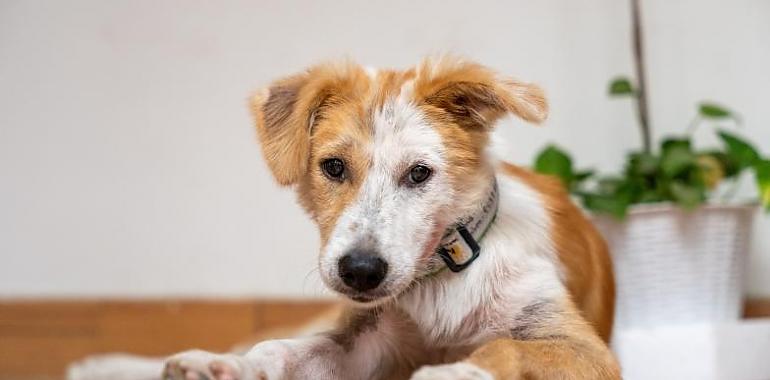 ¿Vuelta a la rutina tras las vacaciones Recuerda que lo que debes tener en cuenta para adaptar a tu perro