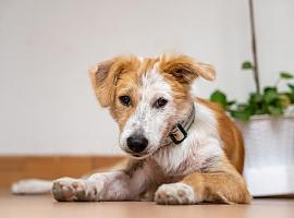 ¿Vuelta a la rutina tras las vacaciones Recuerda que lo que debes tener en cuenta para adaptar a tu perro