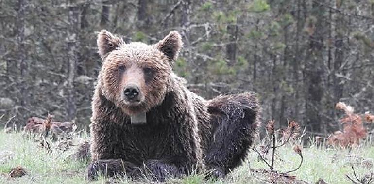 Proteger las áreas que conectan poblaciones de oso pardo es crucial para su supervivencia