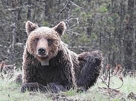 Proteger las áreas que conectan poblaciones de oso pardo es crucial para su supervivencia