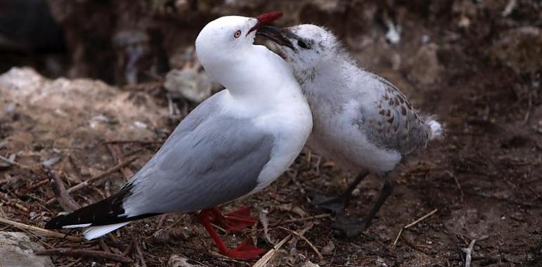 La campaña de control de gaviotas en Avilés se cerró con la retirada de los tejados de 98 nidos