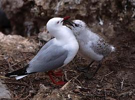 La campaña de control de gaviotas en Avilés se cerró con la retirada de los tejados de 98 nidos