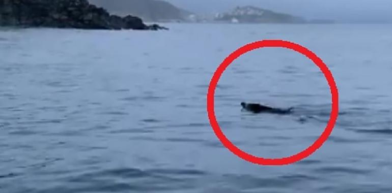 Sorprendente avistamiento de un jabalí nadando en la costa de Cudillero