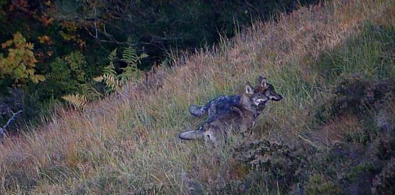 El lobo para el ecologismo: los datos oficiales desmienten aumento de población y daños, reafirmando la efectividad de la protección ganadera