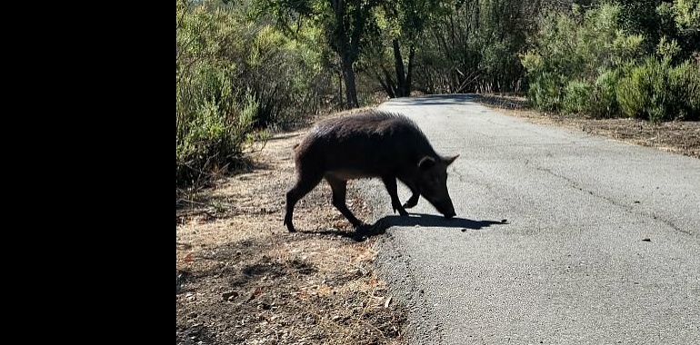 Jabalí atropellado y arrastrado por un coche durante más de medio kilómetro en Piedras Blancas