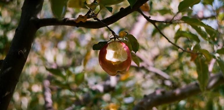 Agroseguro lanza su seguro de frutales para 2024