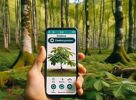 Innovadora app para salvar castañares de la avispilla
