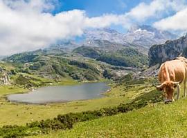 248.000 euros para iniciativas que fomentan la conservación en la zona de influencia de los Picos de Europa