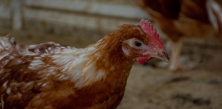 Ola de robos en áreas rurales de Asturias: Aves y herramientas agrícolas sustraídas en Mieres, Langreo y San Martín