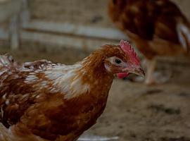 Ola de robos en áreas rurales de Asturias: Aves y herramientas agrícolas sustraídas en Mieres, Langreo y San Martín