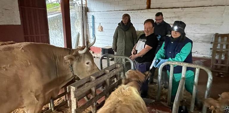 Se inicia hoy la campaña gratuita de vacunación frente a la lengua azul para proteger a 320.000 vacas y 60.000 ovejas