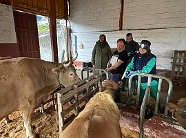 Se inicia hoy la campaña gratuita de vacunación frente a la lengua azul para proteger a 320.000 vacas y 60.000 ovejas