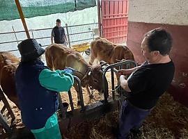Asturias blinda a su ganado contra la lengua azul con una inversión de casi dos millones