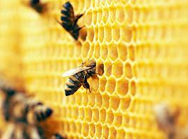 El Gobierno de Asturias destina casi un millón de euros para impulsar la apicultura