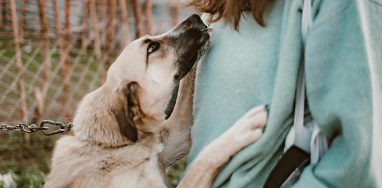 Alergias en perros y gatos: guía completa para combatirlas