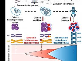 Descubrimiento revolucionario: La leucemia infantil puede originarse durante el desarrollo fetal