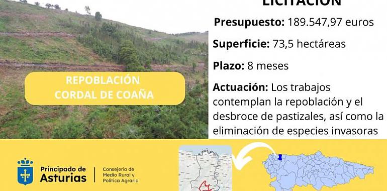 Medio Rural repoblará 28,5 hectáreas en el Cordal de Coaña con castaños, abedules y pinos para combatir la erosión y fomentar la producción de madera