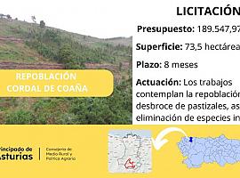 Medio Rural repoblará 28,5 hectáreas en el Cordal de Coaña con castaños, abedules y pinos para combatir la erosión y fomentar la producción de madera