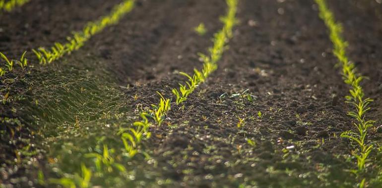 Ayudas de 42.000 euros para mejorar la sanidad vegetal en la agricultura