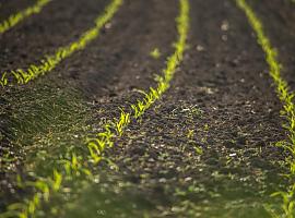 Ayudas de 42.000 euros para mejorar la sanidad vegetal en la agricultura