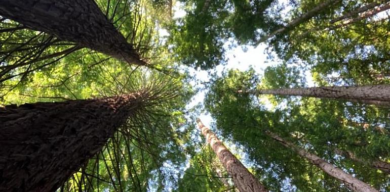 La Bioeconomía Forestal: Clave para la gestión sostenible del territorio