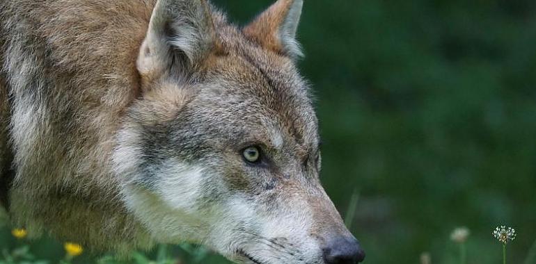 Confirmado: El lobo hallado muerto en Castropol fue envenenado con estricnina