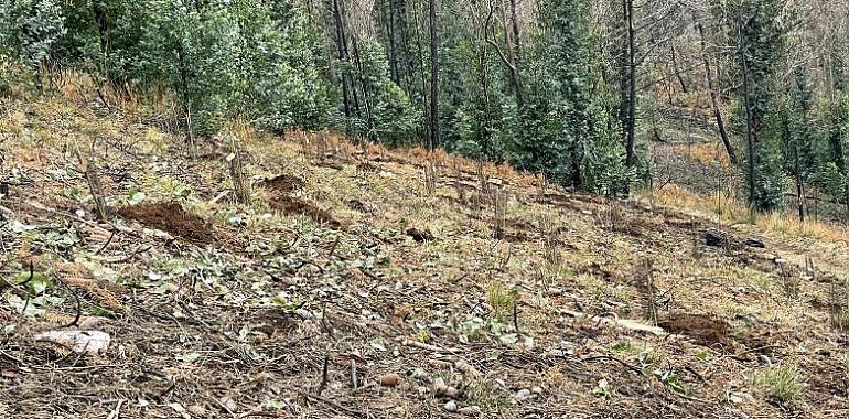 Inversión de 4,9 millones de euros en la reforestación y protección de bosques