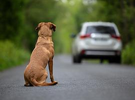 Más de 286,000 perros y gatos recogidos en 2023: La realidad del abandono animal en España