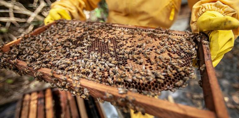 Curso de apicultura sostenible en Ibias: Producción y comercialización de miel y productos apícolas