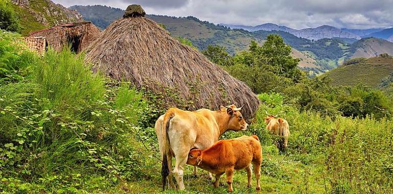 Nueva norma de calidad ambiental para ganaderías: Declaración responsable y plazos de adecuación