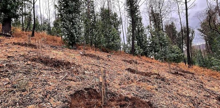 Inversión de 4,7 millones en la revitalización y protección de zonas forestales