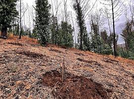 Inversión de 4,7 millones en la revitalización y protección de zonas forestales