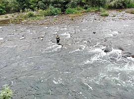 Alarma en Asturias: El Salmón Atlántico en peligro crítico