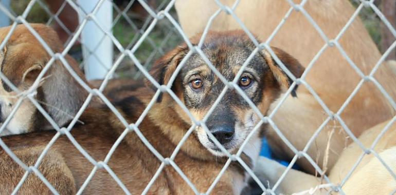 Langreo impulsa el voluntariado en su albergue canino con actividades de bienestar y socialización