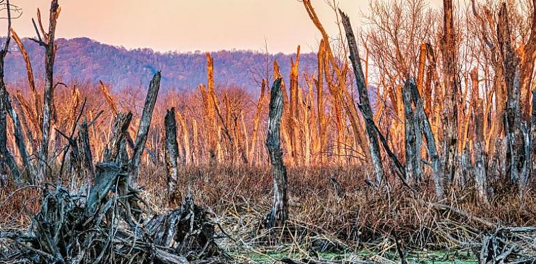 El Principado de Asturias destina tres Millones de euros para ayudar a los afectados por los incendios forestales de 2023