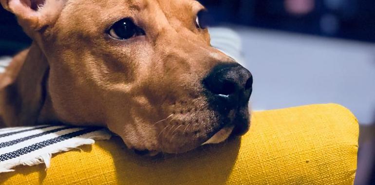 Los perros pueden sentir el estrés humano a través del olor y responden con pesimismo