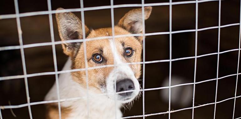 Día Internacional del Animal sin Hogar: Las ventajas de adoptar animales adultos