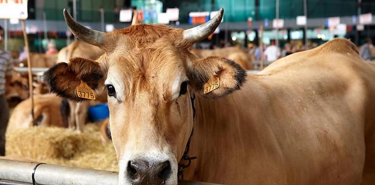 Avilés se prepara para la 140ª edición del Certamen de Ganado de San Agustín con más de 370 reses de 83 ganaderías