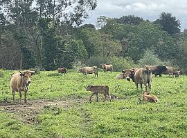 El Gobierno de Asturias abona 1,1 millones en ayudas PAC 2023, superando los 63 millones de apoyo a agricultores y ganaderos