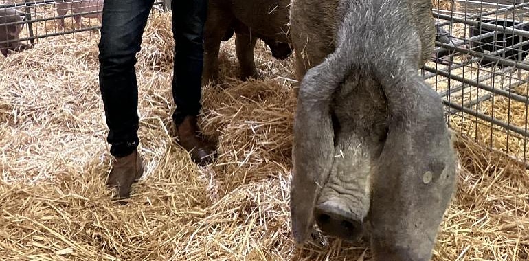 Dolar, el Gochu Asturcelta campeón del XIV Concurso Morfológico Nacional en Agrosiero