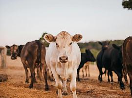 Asturias lidera la protección animal: financiará vacunas voluntarias y lanza una gran apuesta por los alimentos de calidad en Agropec