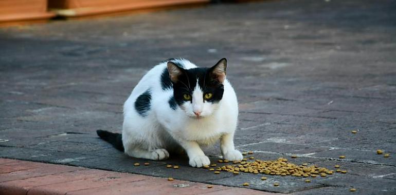 Gijón recibe una subvención de 97.500 euros para controlar la población de colonias felinas y mejorar el bienestar animal