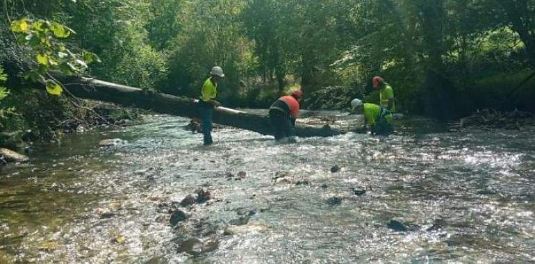  Finalizan los trabajos de conservación del Río Casaño en Cabrales