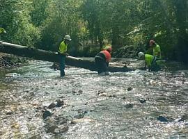  Finalizan los trabajos de conservación del Río Casaño en Cabrales